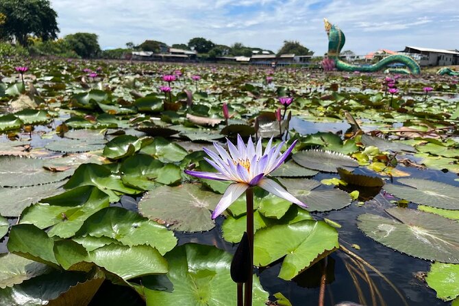 Red Lotus Pond Floating Market and Ayutthaya Historical Park - Wat Lokayasutharam and the open-air reclining Buddha