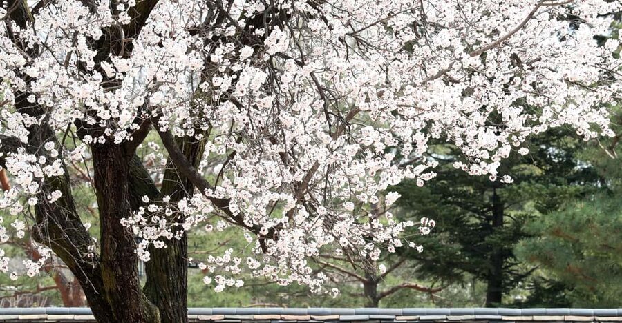 Seoul: Gyeongbokgung Palace Tour & Lunch at Authentic Market - What the Small Group Changes