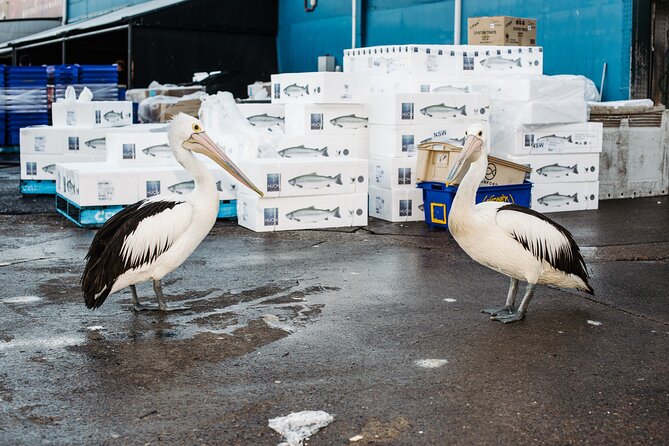 Sydney Fish Market Discovery Tour - Seeing the Dutch auction in action