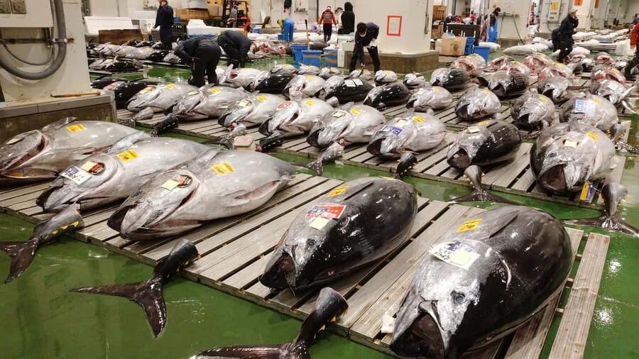 Tokyo: Toyosu Tuna Auction &Tsukiji Market Gourmet Adventure - Key points before you book