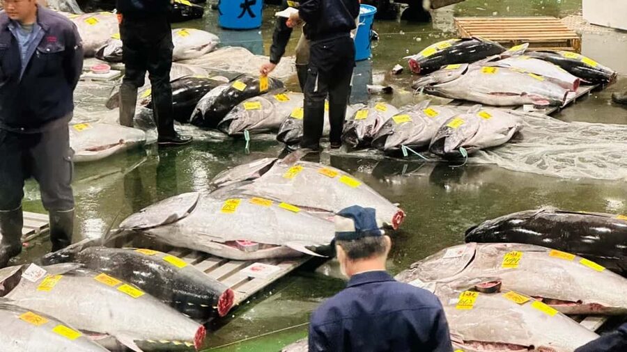 Tokyo: Toyosu Tuna Auction &Tsukiji Market Gourmet Adventure - Why Toyosu is worth seeing before breakfast