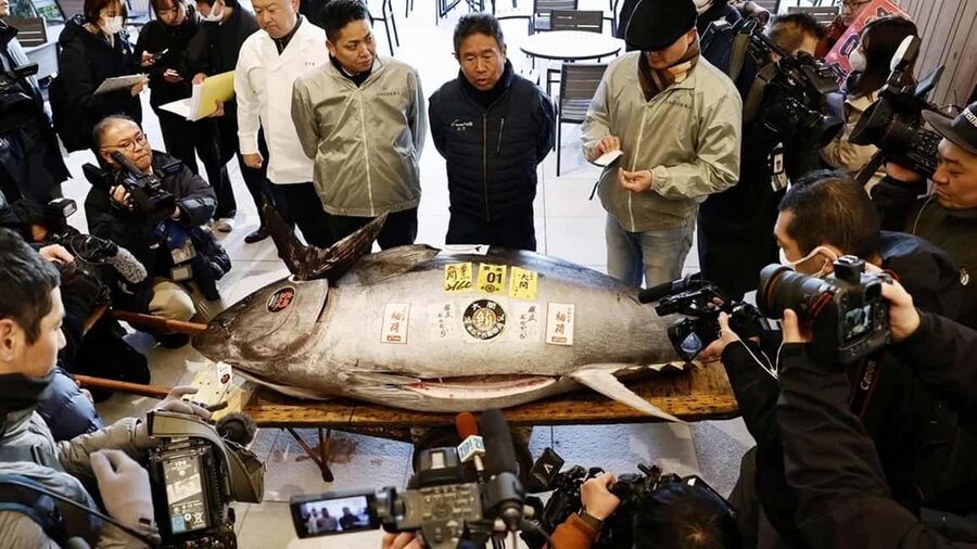 Tokyo: Toyosu Tuna Auction &Tsukiji Market Gourmet Adventure - The first-floor lottery is not guaranteed