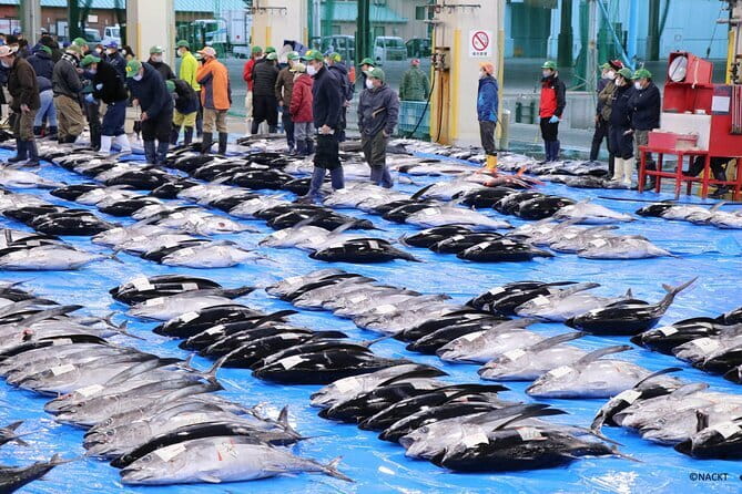 Tuna Auction Market Guided Private Tour in Nachi-Katsuura - What makes this morning special
