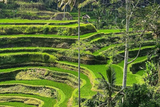 Ubud Day Tour : Waterfall, Temple and Local Night Market Tour - Four sides of Ubud in one long day