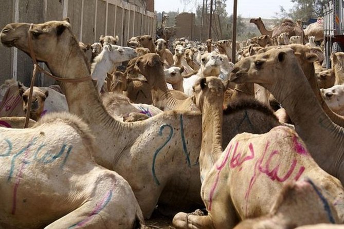 Unusual Tour To The Camel Market Of Birqash - Key points about the Birqash camel market tour