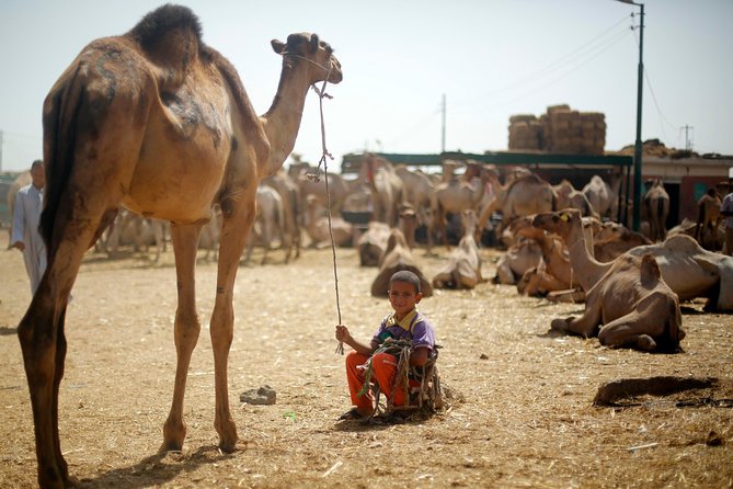 Unusual Tour To The Camel Market Of Birqash - Leaving Cairo before the market wakes