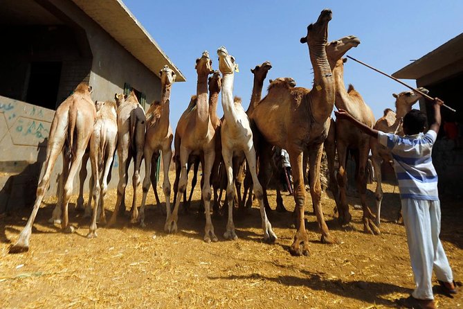 Unusual Tour To The Camel Market Of Birqash - Arriving between 7am and 9am