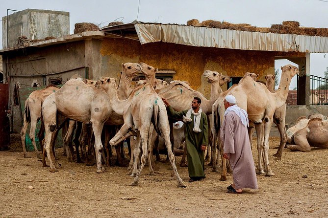Unusual Tour To The Camel Market Of Birqash - Why Birqash is different from Cairo’s usual sights