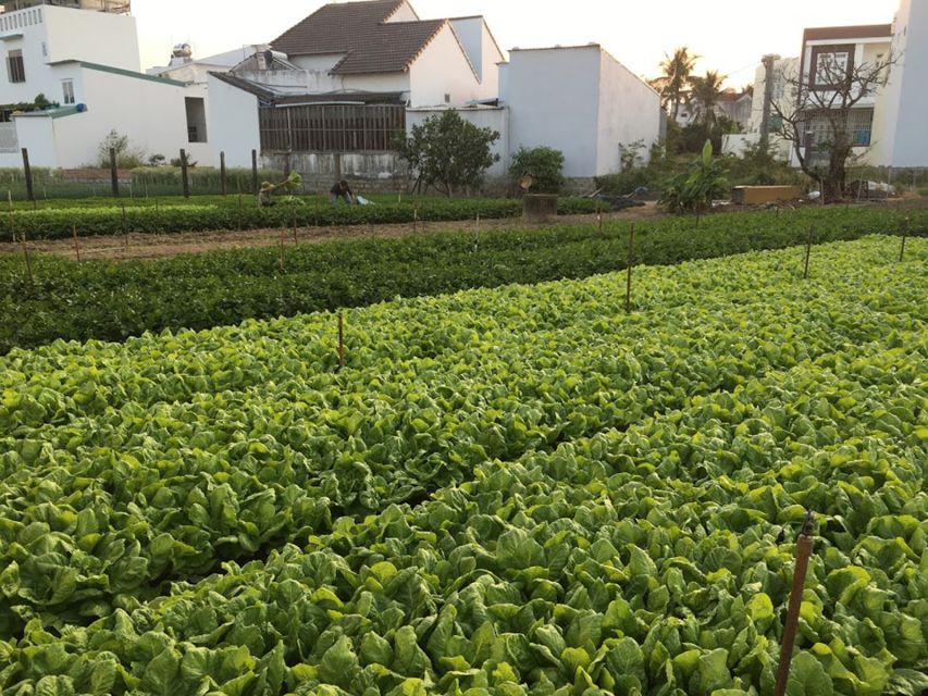Viet Garden Cooking Class (Countryside and Market tour) - Leaving Nha Trang for the farming countryside