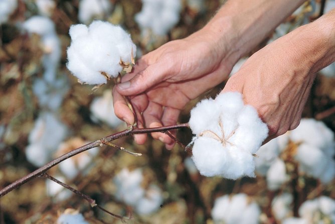 VIP Shopping Private Tour Papyrus Perfume Bazaars and Cotton - Is $6 good value?